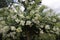 Lagerstroemia with white flowers