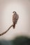 Laggar falcon or Falco jugger bird closeup perched on branch in natural background during winter morning safari at tal chhapar