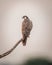 Laggar falcon or Falco jugger bird closeup perched on branch in natural background during winter morning safari at tal chhapar