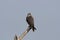 Laggar falcon, Falco jugger at Blackbuck National Park, Velavadar