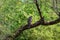 Laggar falcon or Falco jugger feeding on Spiny tailed lizard or Uromastyx kill in beautiful isolated green background