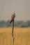 Laggar or lugger falcon or Falco jugger perched with an eye contact on winter morning drive at at tal chhapar blackbuck sanctuary