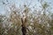 Laggar or lugger falcon or Falco jugger portrait at tal chhapar blackbuck sanctuary churu rajasthan india