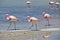 Lagoon with birds and pelicans with colorful mountains. Landscape of the Salar de Uyuni and lagoons like Laguna Verde or Laguna C