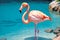 Lagoon Clarity, Flamingo Delicate Pose, AI Generated