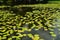 Lagoon Full Of Beautiful Floating Plants.