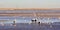 Lagoon landscape with pelicans and Silver gulls