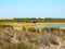 Lagoon with meadow, horses and blue sky in the horionte