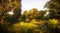 Lagoon and Nature Preserve. Humboldt Park, Chicago. Landscape Panorama.