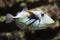 Lagoon triggerfish Rhinecanthus aculeatus