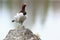 Lagopus lagopus, Willow ptarmigan.