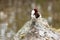 Lagopus lagopus, Willow ptarmigan.