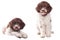 Lagotto romagnolo