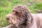 Lagotto romagnolo, cute puppy closeup