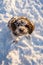 lagotto romagnolo dog sitting in snow