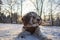 lagotto romagnolo dog sitting in snow