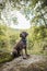 lagotto romagnolo dog sitting under a tree