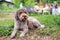 Lagotto romagnolo, loving family dog