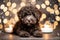Lagotto Romagnolo Puppy with Christmas Decorations and Copy Space for Festive Greetings and Ads