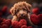 Lagotto Romagnolo Puppy with Red Hearts Background - Sweet and Charming Canine Image