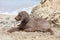 Lagotto romagnolo sitting on kserokampos beach creta island summer covid-19 season high quality prints