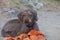 Lagotto romagnolo sitting on kserokampos beach creta island summer covid-19 season high quality prints