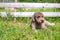 Lagotto romagnolo wooly coat dog in the grass