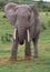 Lagr African Elephant with Long White Tusks