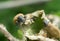 Lagria hirta feeding on leaf