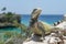 Lagun and Iguanas - Curacao Views