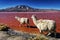 Laguna Colorada, Bolivia: Llamas in Red Lagoon
