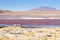 Laguna Colorada flamingos, Bolivia