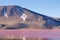 Laguna Colorada flamingos, Bolivia