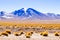 Laguna Colorada view, Bolivia