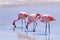 Laguna Hedionda flamingos, Bolivia