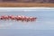 Laguna Hedionda flamingos, Bolivia