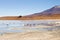 Laguna Hedionda flamingos, Bolivia