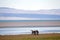 Laguna Nimez, a wildlife reserve at El Calafate in Patagonia, Argentina