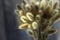 Lagurus, dried flowers Lagurus, bunny tail grass bouquet close up