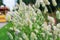 Lagurus plant. Fluffy spikelets of a cereal plant