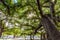 Lahaina, Maui, Hawaii November 8, 2017: The Historic Banyan Tree in Lahaina