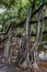 Lahaina, Maui, Hawaii November 8, 2017: The Historic Banyan Tree in Lahaina