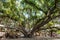 Lahaina, Maui, Hawaii November 8, 2017: The Historic Banyan Tree in Lahaina