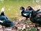 Lahore, Pakistan; Beautiful Ducks Beside Lake