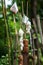 Lahu ethnic traditional cotton offerings to worship the mountain god