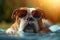 Laid back charm Purebred bulldog with cool sunglasses sunbathes outdoors
