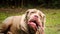 Laid Down Neapolitan Mastiff Chewing A Raw Animal Bone