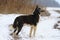 Laika , dog breed, hunting standing in front sniffing wild boar should