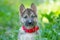 Laika puppy portrait in green grass