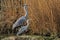 Lake Ammersee, two gray herons standing in the reeds